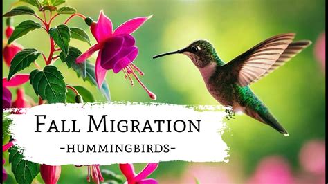 Image result for Current Hummingbird Fall Migration