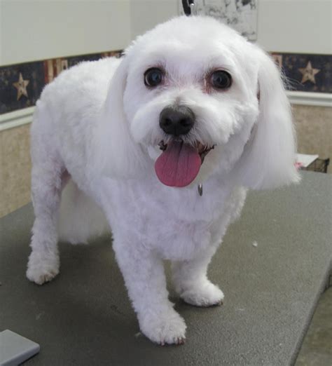 short maltese haircuts | Magic's Pet Salon - Photo Gallery More Maltese ...