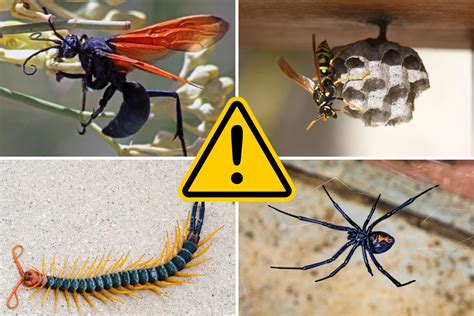 The Most Toxic Insect On Earth: A Deadly Reality Check