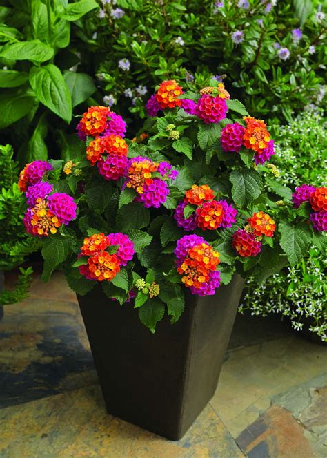 How To Grow Lantana Flowers at Alice Hager blog