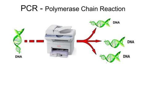 PCR Lecture 的图像结果
