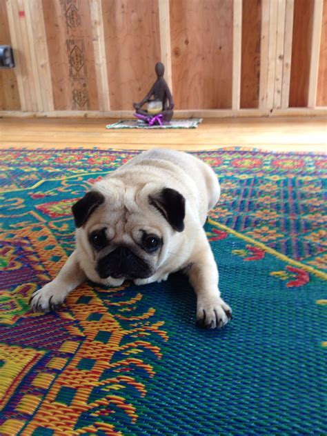 Pin by Stephanie Landon on Pugs, pugs and more pugs | Pugs, Dogs, Rugs
