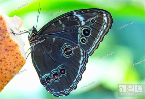 Blue Morpho butterfly, Amazon River, Peru, Stock Photo, Picture And ...