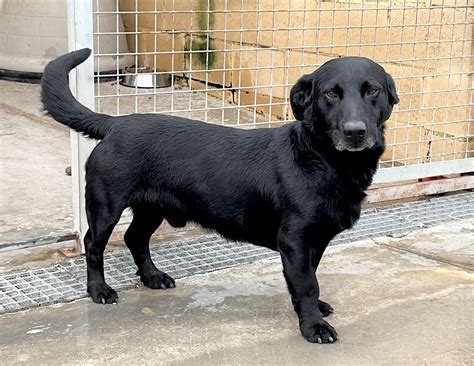 Shorty - Spanish Stray Dogs