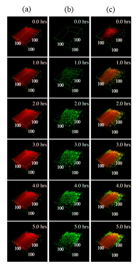 In Vitro Study of Extracellular Vesicles Migration in Cartilage-Derived ...