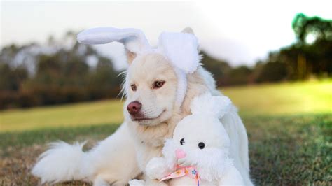 Wallpaper dog, toy, rabbit hd, picture, image