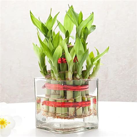 Nature Effect Two Layer Bamboo Plant Indoor Outdoor Glass Plant ...