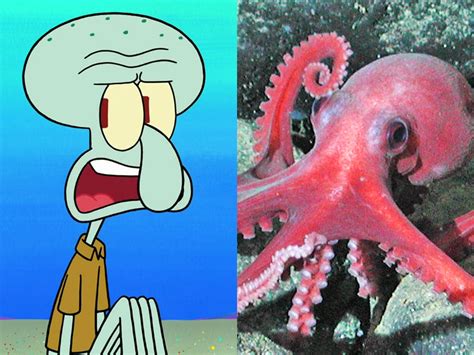 Squidward Tentacles from 'SpongeBob' is an octopus - Business Insider