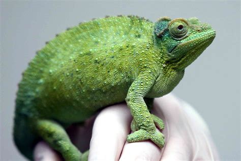 10 Facts About Chameleons