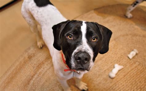 Bissell Paid Program 的图像结果