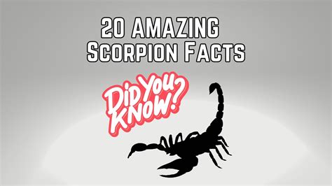 20 Interesting Facts About Scorpions - The Scorpion Hobby