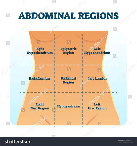 1,065 Human Anatomy Body Regions Images, Stock Photos & Vectors | Shutterstock