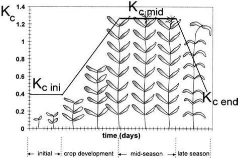 Cabbage Crop manual India