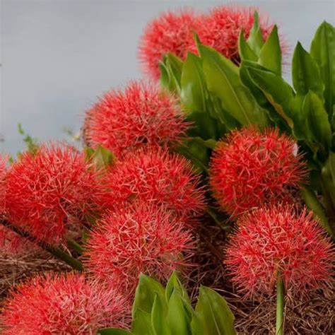 What is the common name scadoxus multiflorus? - Urban Plants™