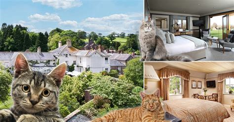 The best cat-friendly hotels so you can take your kitty on a staycation ...