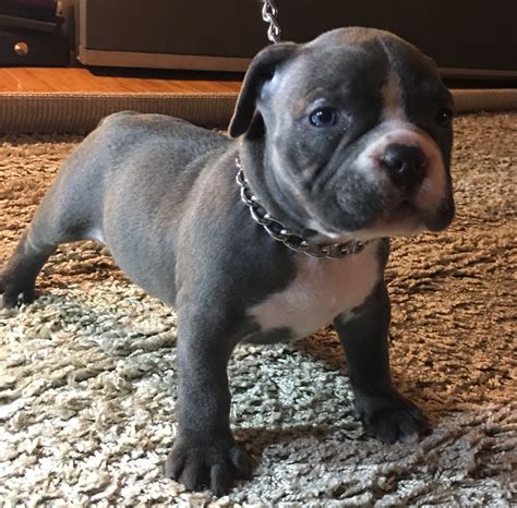 American Bully Puppies For Sale | Sacramento, CA #254648