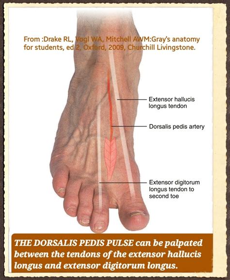 Dorsalis Pedis Artery Anatomy Dorsalis Pedis Artery Bra