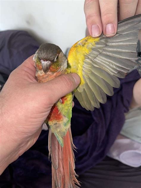 Image result for Fancy Conure