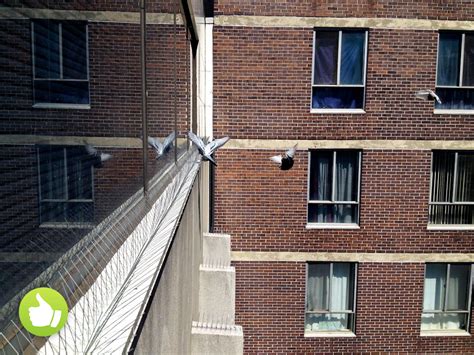 Pigeon Spikes 的图像结果