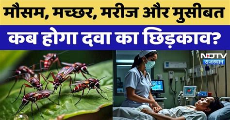 Mosquito in Rajasthan: मौसम, मच्छर, मरीज और मुसीबत कब होगा दवा का छिड़काव?