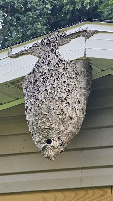 Giant Wasp Nest Can Pest Control Keep Wasps Away?