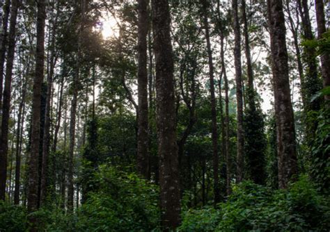 Coffee Plantations In India For A Coffee Lover's Perfect Getaway