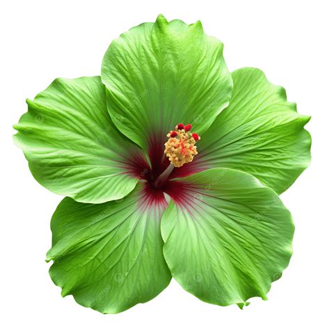 Green Hibiscus Flower, Green, Hibiscus Flower, Hibiscus Flowers PNG ...