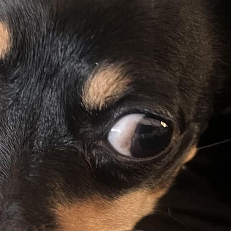 Brown speck on eye : r/DogAdvice