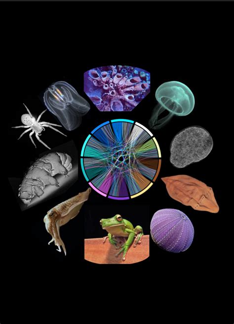 Image result for Animal Evolution Tree