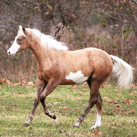 Picture Of A Palomino Paint Horse at Daria Willis blog