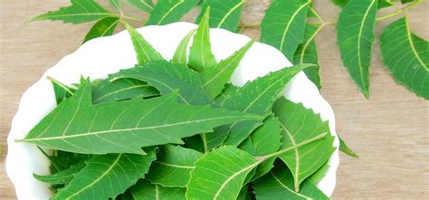 Kohomba Neem Leaves Sri Lankan Ayurveda
