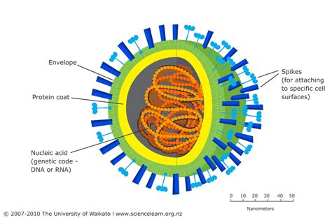 Basic Virus Structure 的图像结果
