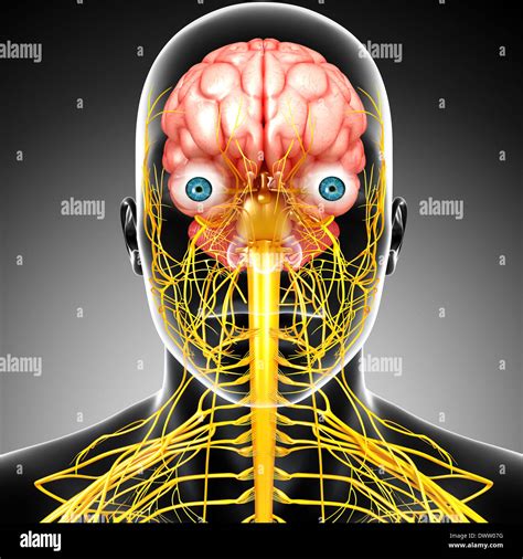 Nervous system drawing Stock Photo - Alamy