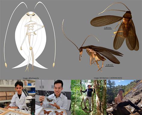 Cockroach Pokemon 的图像结果