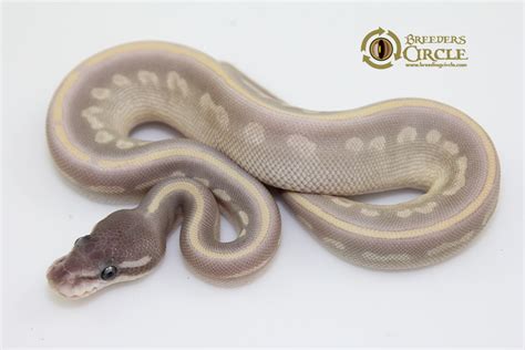Image result for Marvel Ball Python