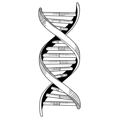 DNA Vector 的图像结果