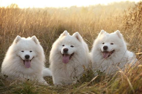 Meet the Fluffy and Friendly Samoyed Dog Rottweiler, Fox Terriers ...