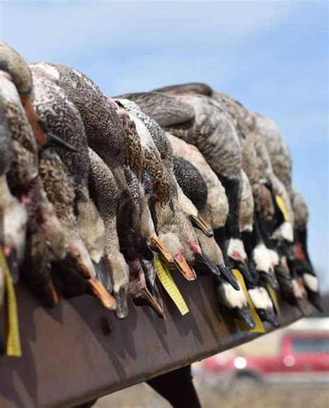 Texas Duck Hunting | Texas Waterfowl Hunting Guides