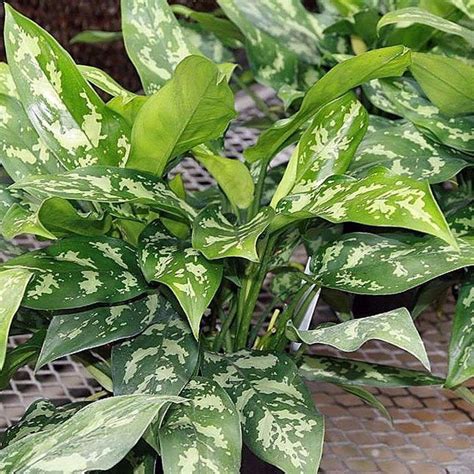 Аглаонема: уход в домашних условиях. Отличия от диффенбахии | Faterra.com