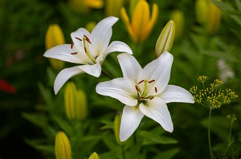 National Flower Of Italy Images | Best Flower Site