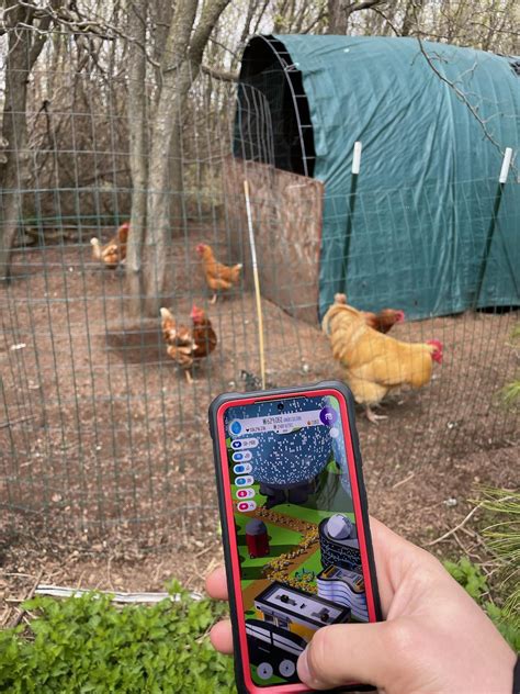 Image result for Chicken Farming Tips