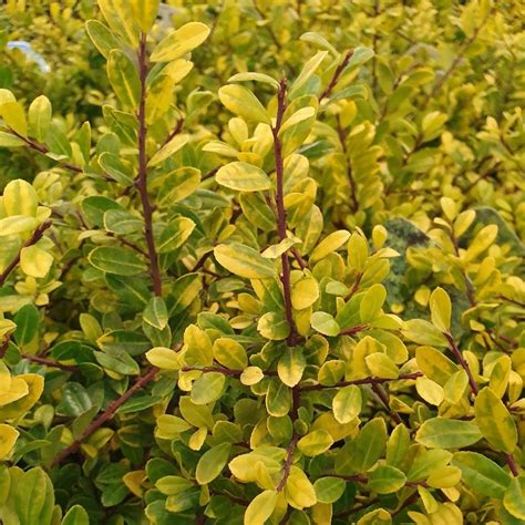 Buy box-leaved holly (Female) Ilex crenata 'Golden Gem': Delivery by ...
