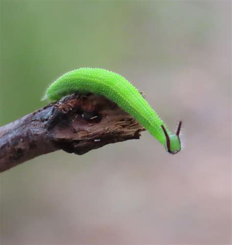 Cute little Green caterpillar : r/Entomology