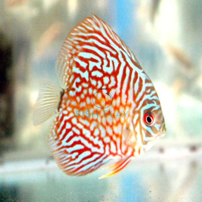 Yellow Checkerboard Discus 的图像结果