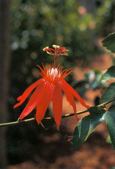 Power aspiring to become an instrument for the divine work