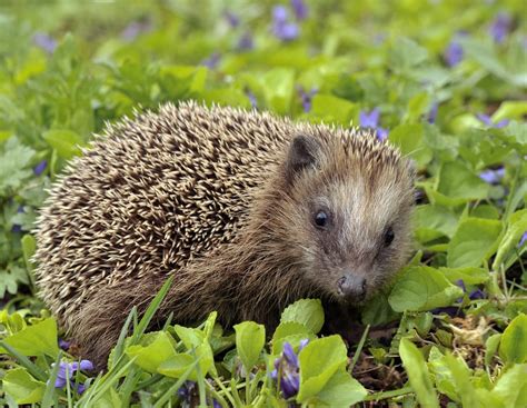 Hedgehog vs Porcupine: Key Differences in Nature's Spiny Mammals ...