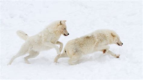 Why Are Arctic Wolves Endangered - Arctic Wolves Status - SciQuest