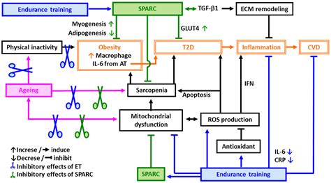 Secreted Protein Acidic and Rich in Cysteine (SPARC)—Mediated Exercise ...