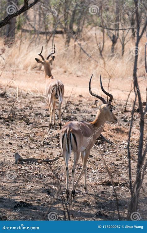 Antelope in South Africa`s Kruger National Park Stock Image - Image of ...
