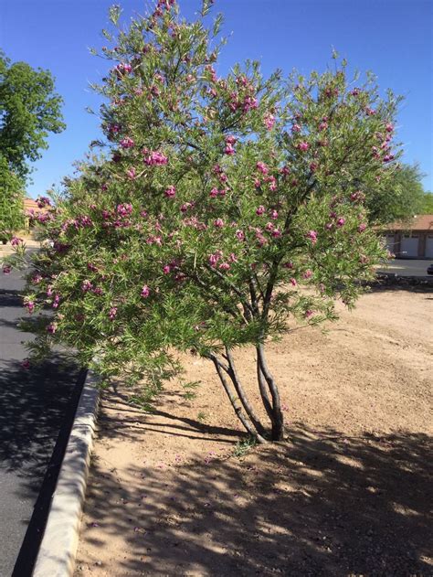 Drought tolerant plants for dry climates like texas with images – Artofit